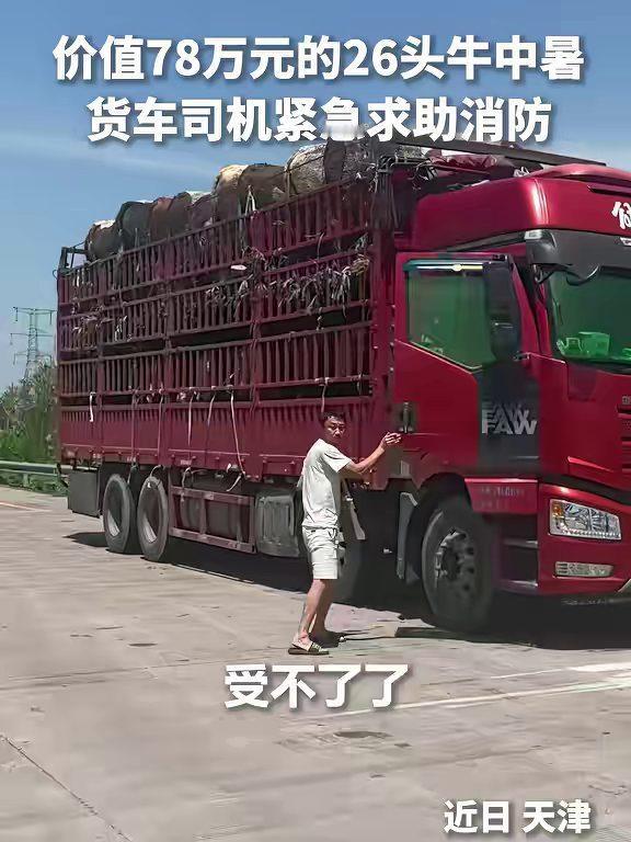 一车价值约78万元的26头牛，在高温运输途中出现中暑情况。货车司机发现牛群状态异