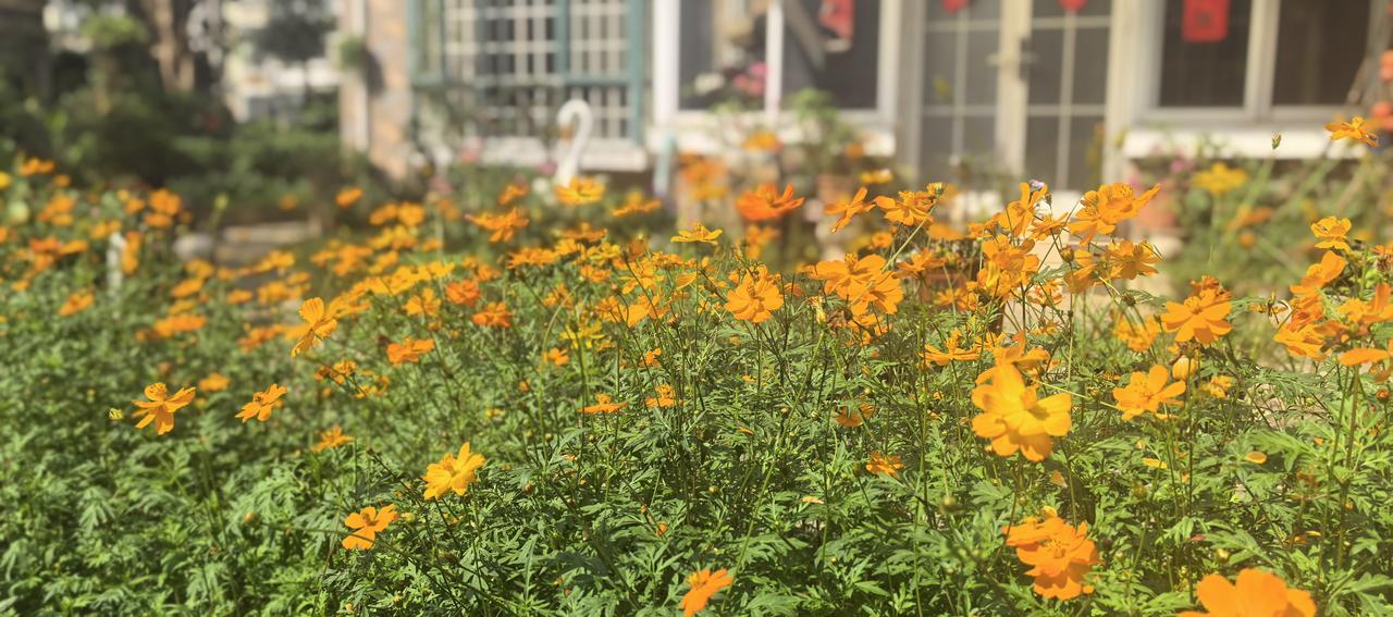 小院清风乱白头，闲庭仄步带吟愁。
几声哽噎闻征雁，满眼黄花化作秋。