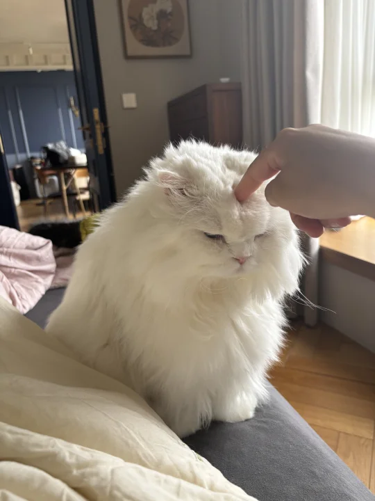 摸摸小猫头接好运
