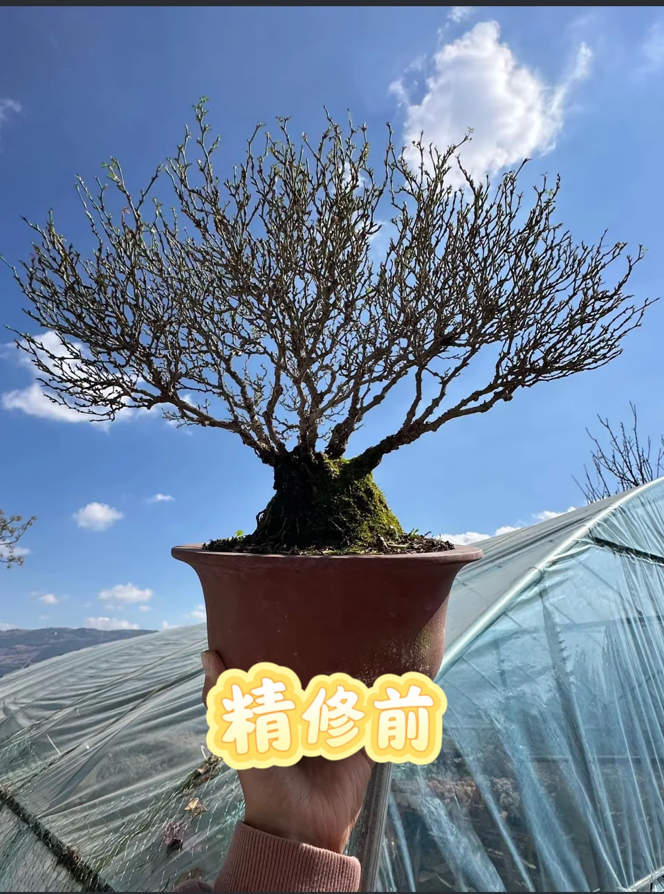 我最爱的老母姬换盆啦