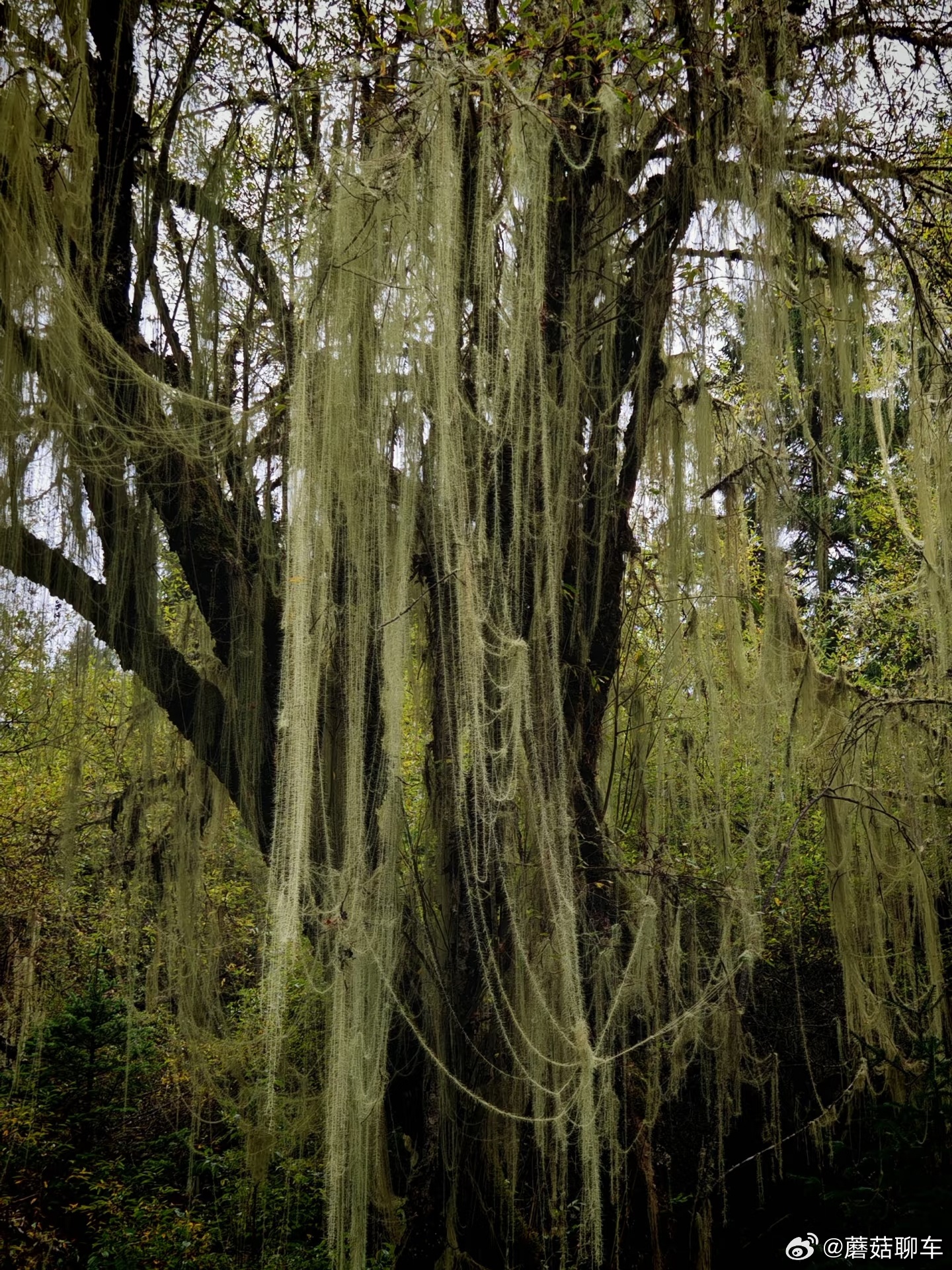 长在树上的胡子是啥AI动画解锁树胡子的奥秘原来大树也能长胡子好家伙，松萝原来就是