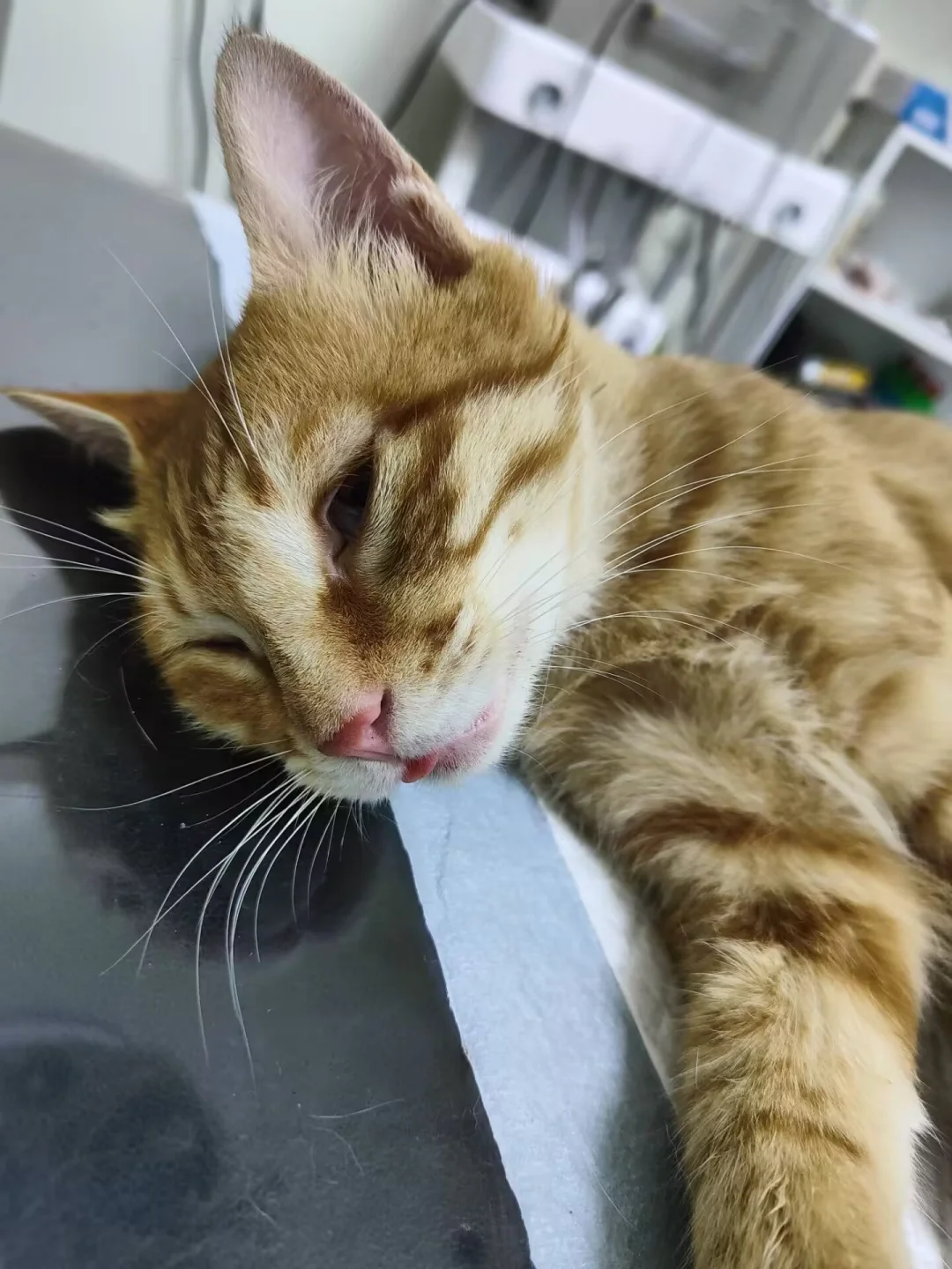 泼猴痛失两🥚！！