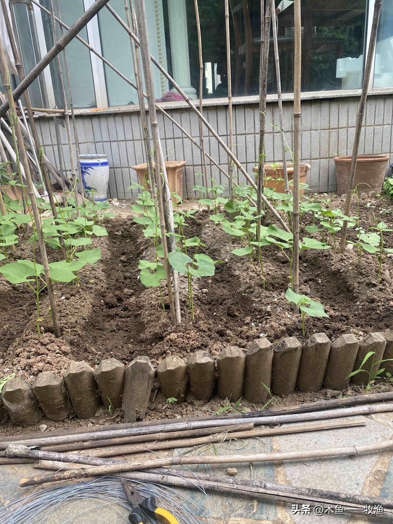 我种的芸豆很神奇，貌似有灵性 
    前几天，我把生菜那块地“罢园”啦，种上了