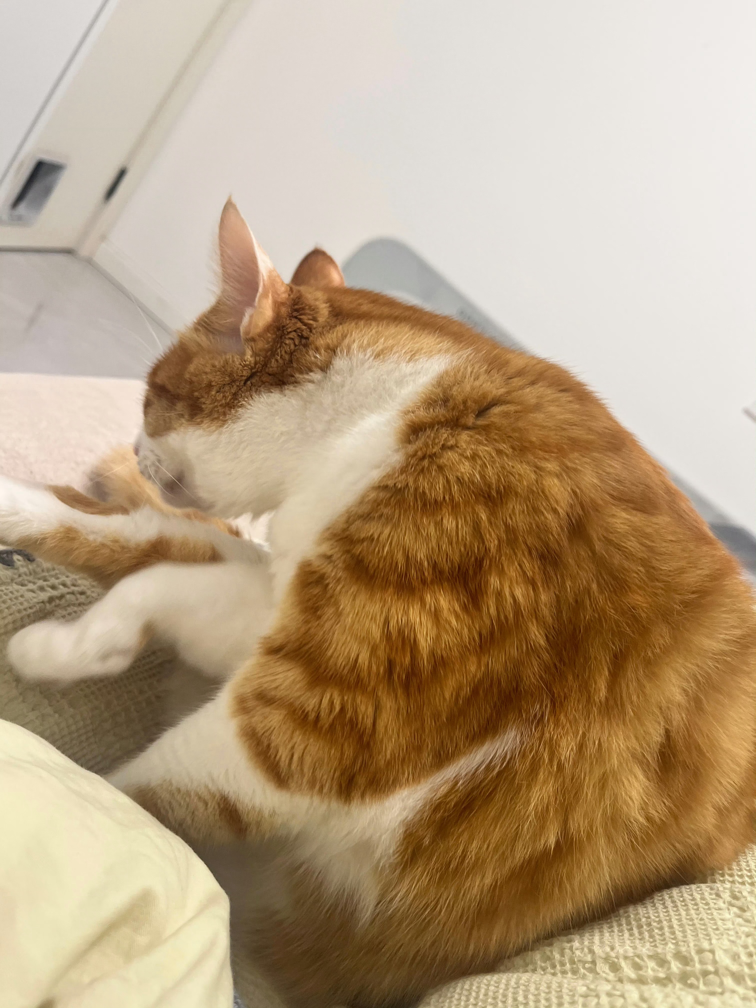 一定要频繁大量的记录自己现在是2026年1月30日晚22:05分，小猫咪在我旁边