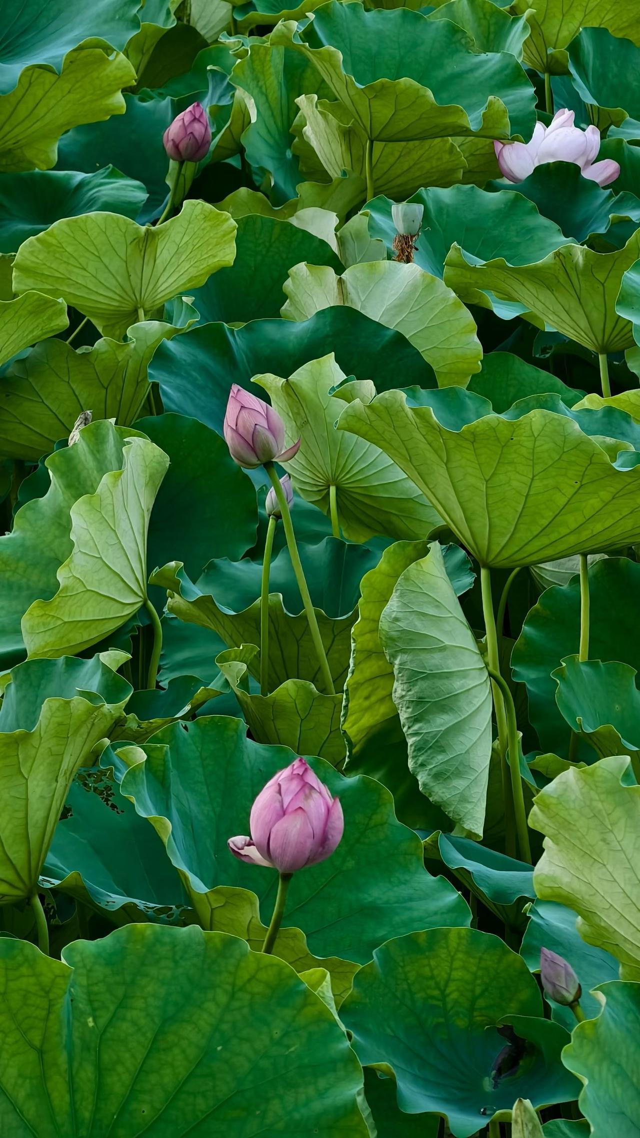 （手机随拍随言）
夏荷清芬，芳香了我的江湖故乡婺州古城整个芙峰公园。
我​看着水