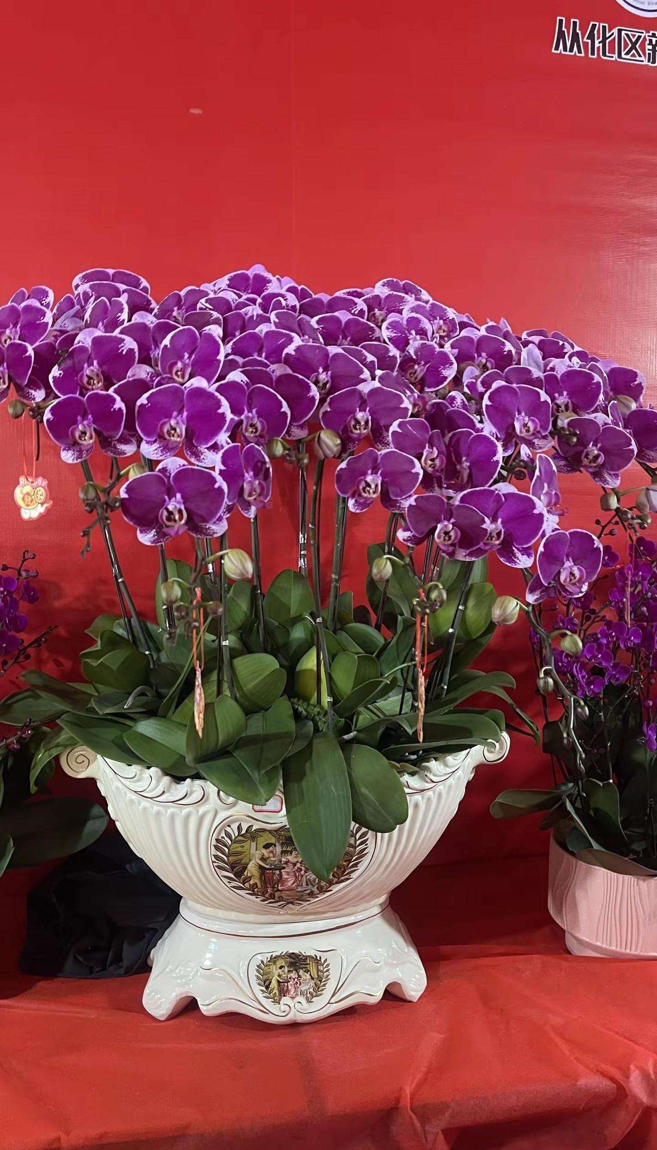 简简单单的把年过好就行了，不要把年过的太。复杂性🤗，今天除夕了，蛇去马来，在此