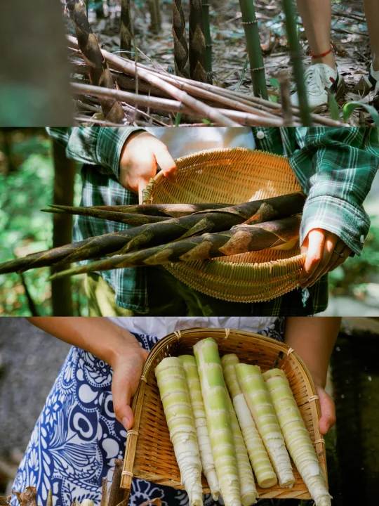 秋收计划｜都江堰避世民宿，掰竹笋+打核桃