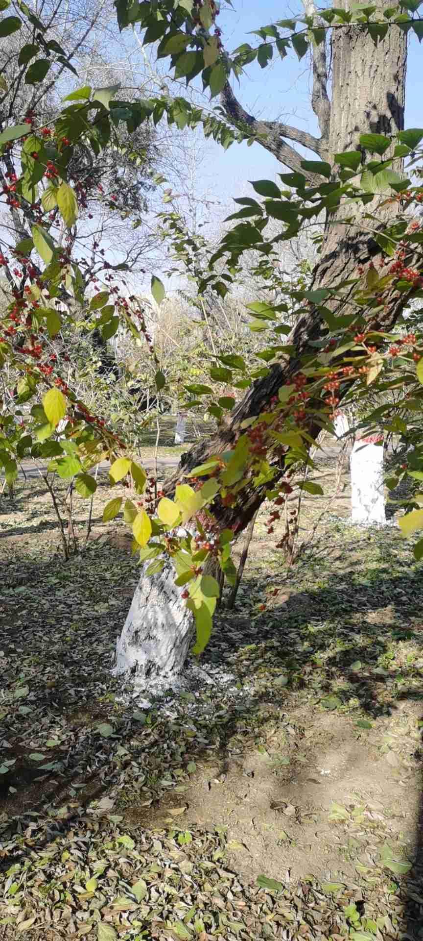 我的今日状态：😁轻松愉快
我这里的天气：🌤️多云
冬日里的散步，不知道这是什