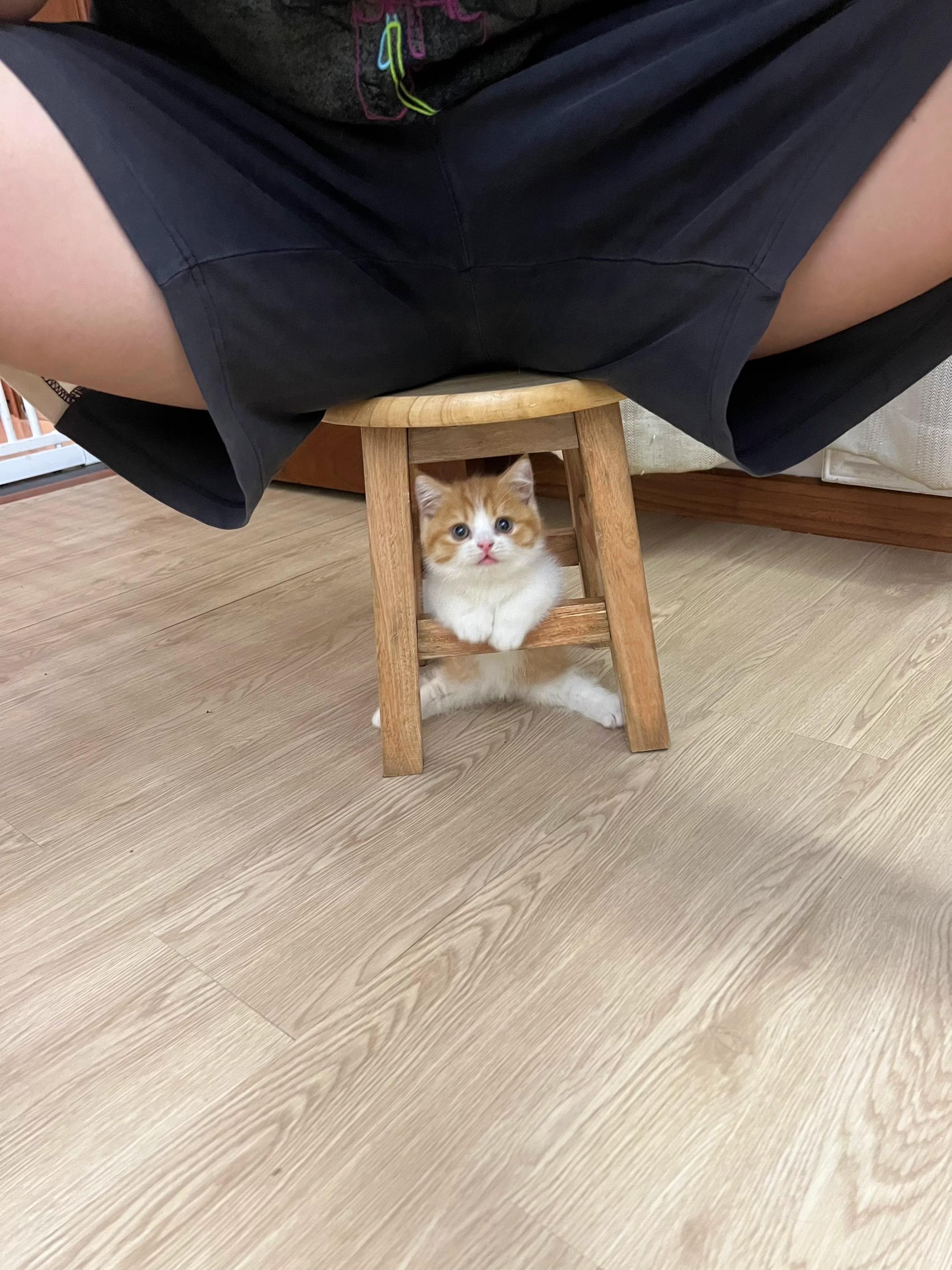 没什么才艺，咪给你劈个叉吧。