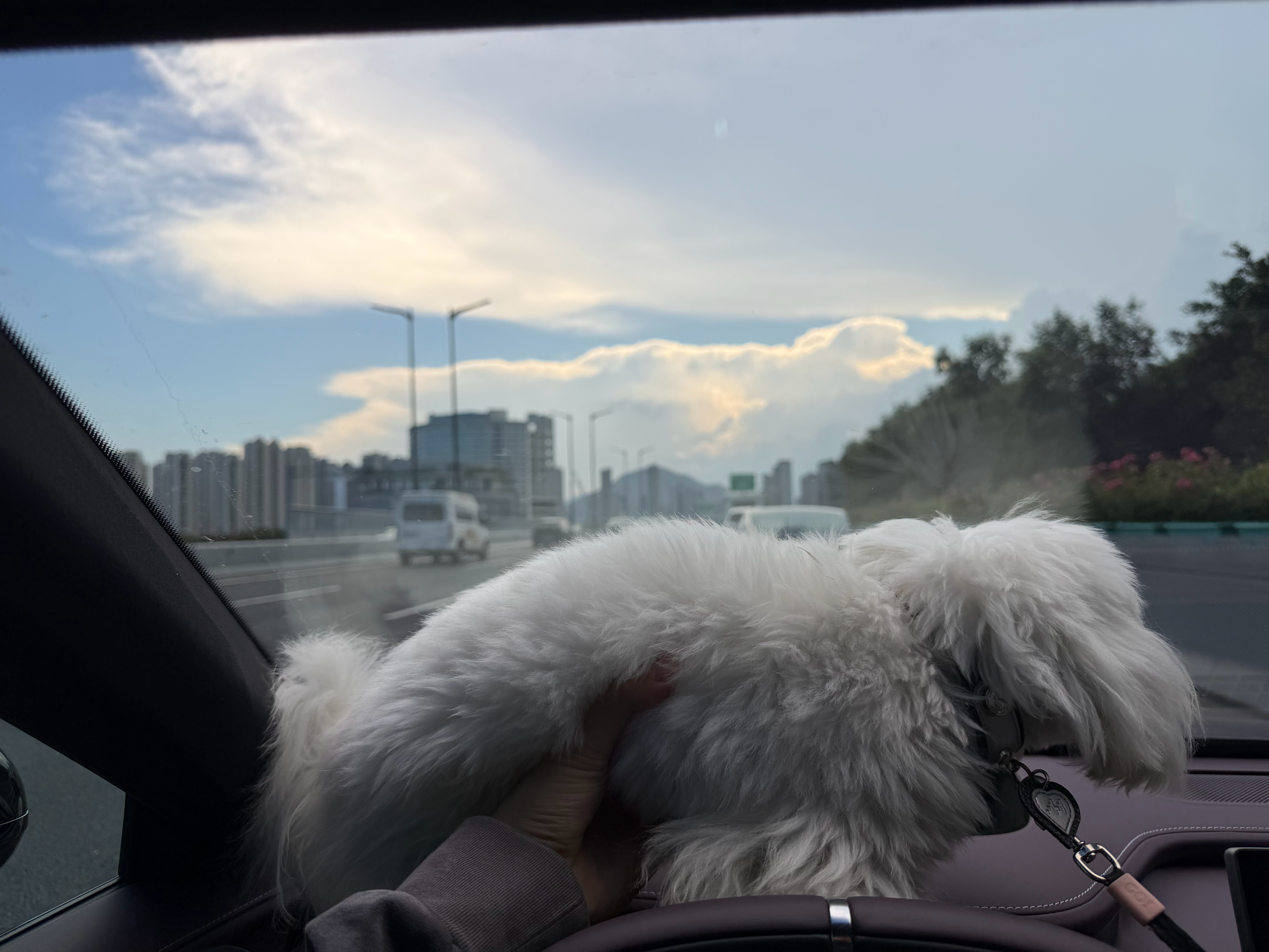我今天下午4点带鱼丸去洗澡，看这个云☁️惊了，这不就是我家狗子吗？ 