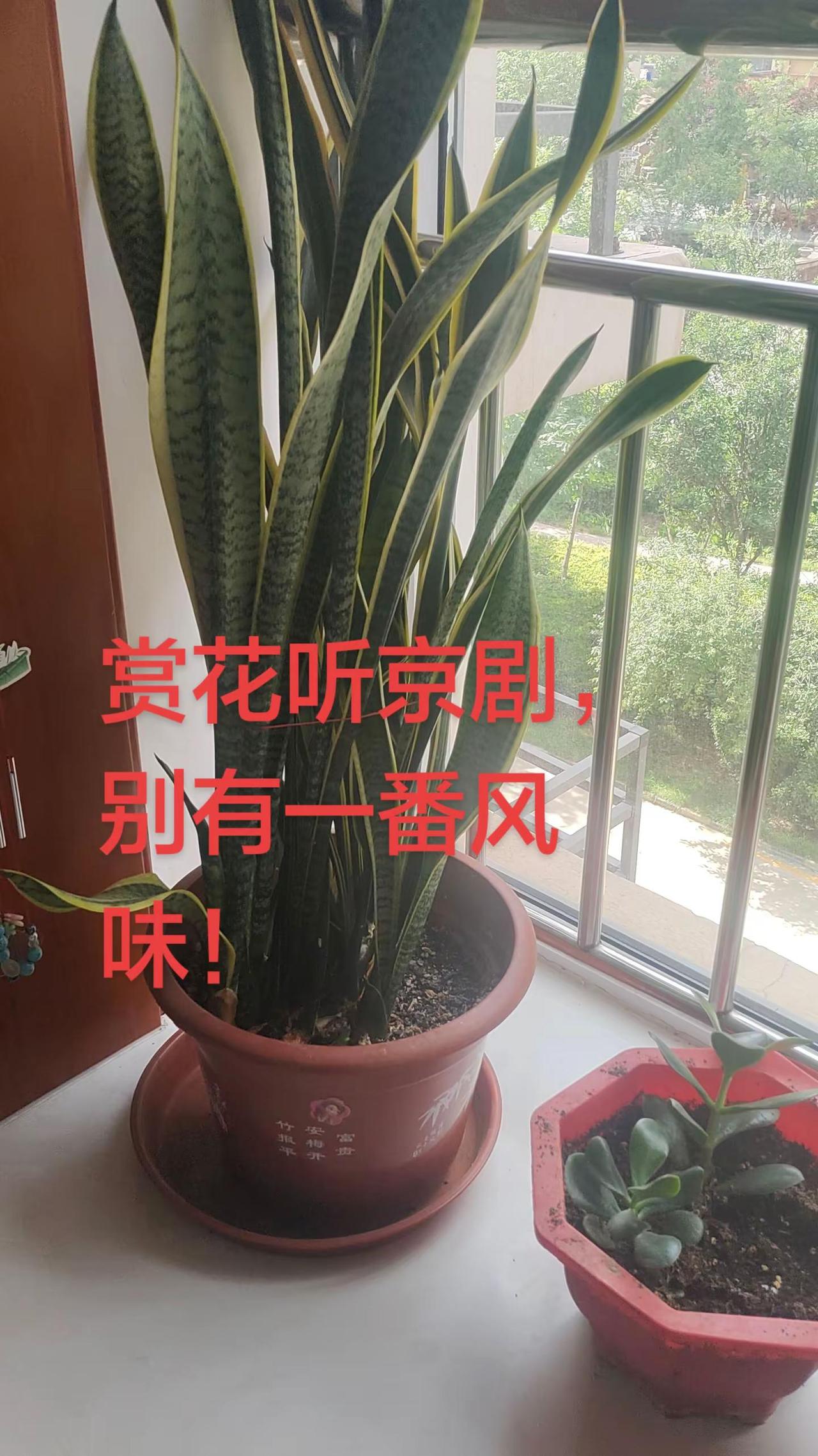 赏花听京剧，别有一番风味！京剧唱段