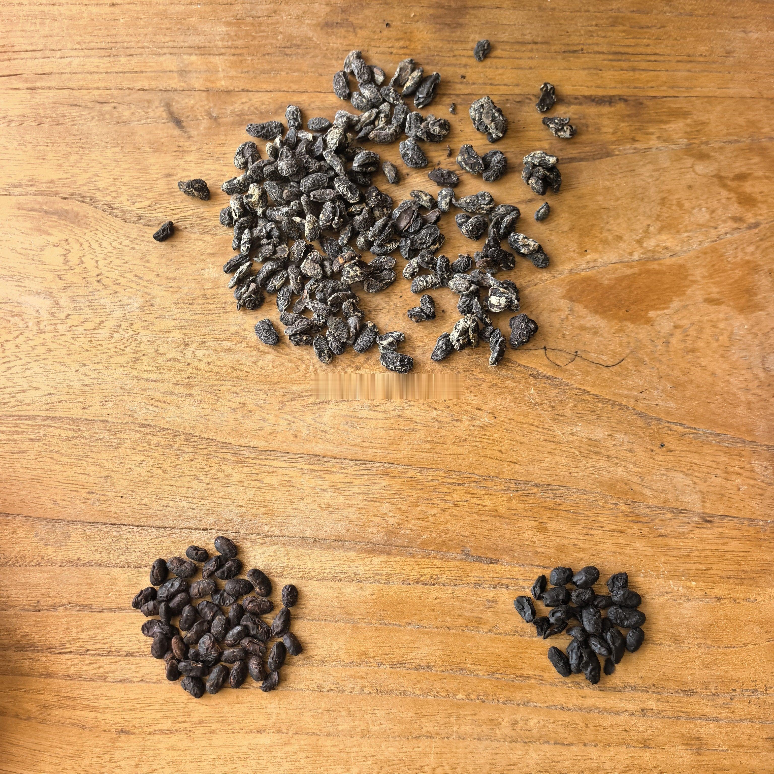 品鉴三份淡豆豉。淡豆豉，是一个发酵品中药，影响质量的点很多，理论和实践都得跟得上