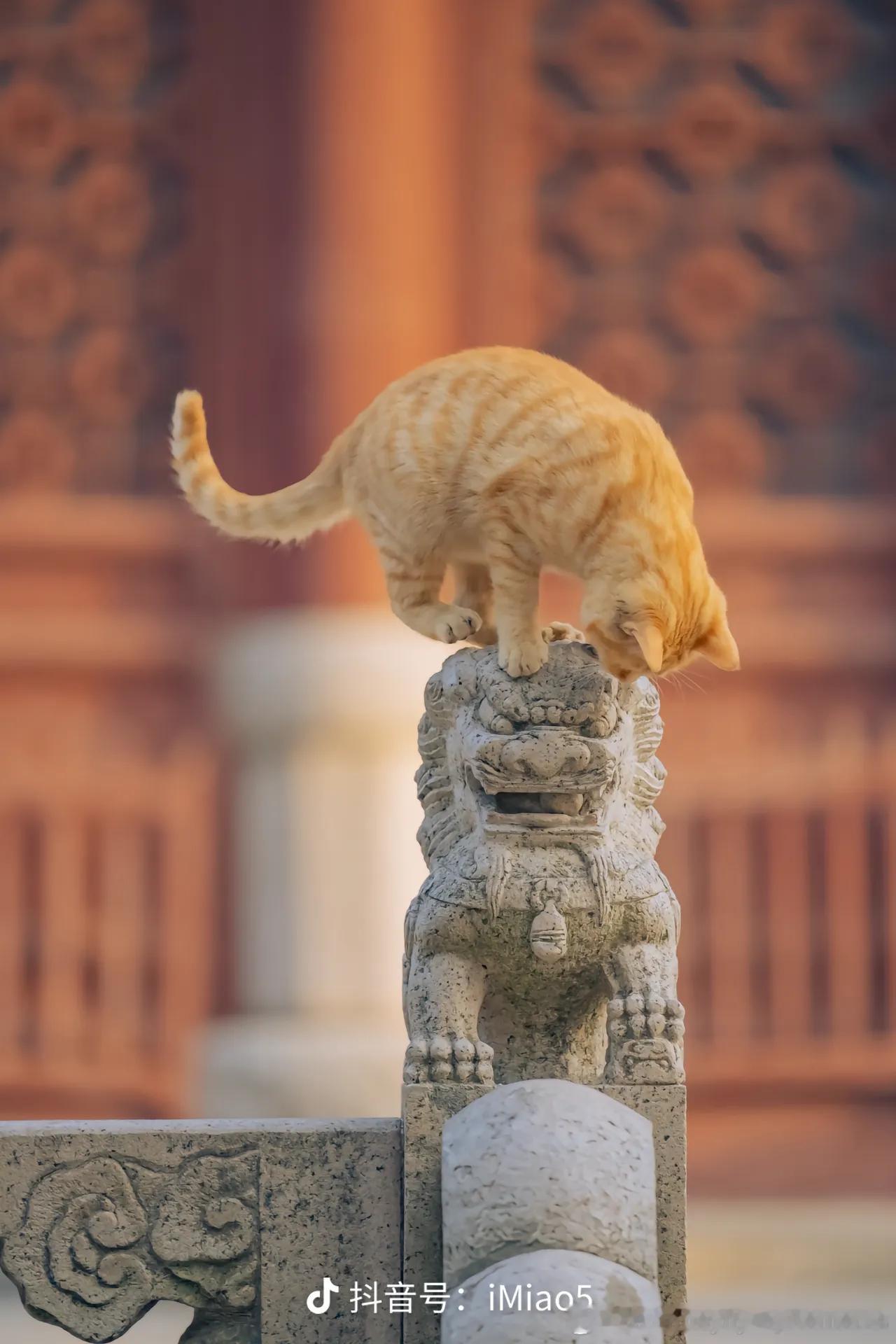 一只想玩球的小猫咪cr:喵呜不停 