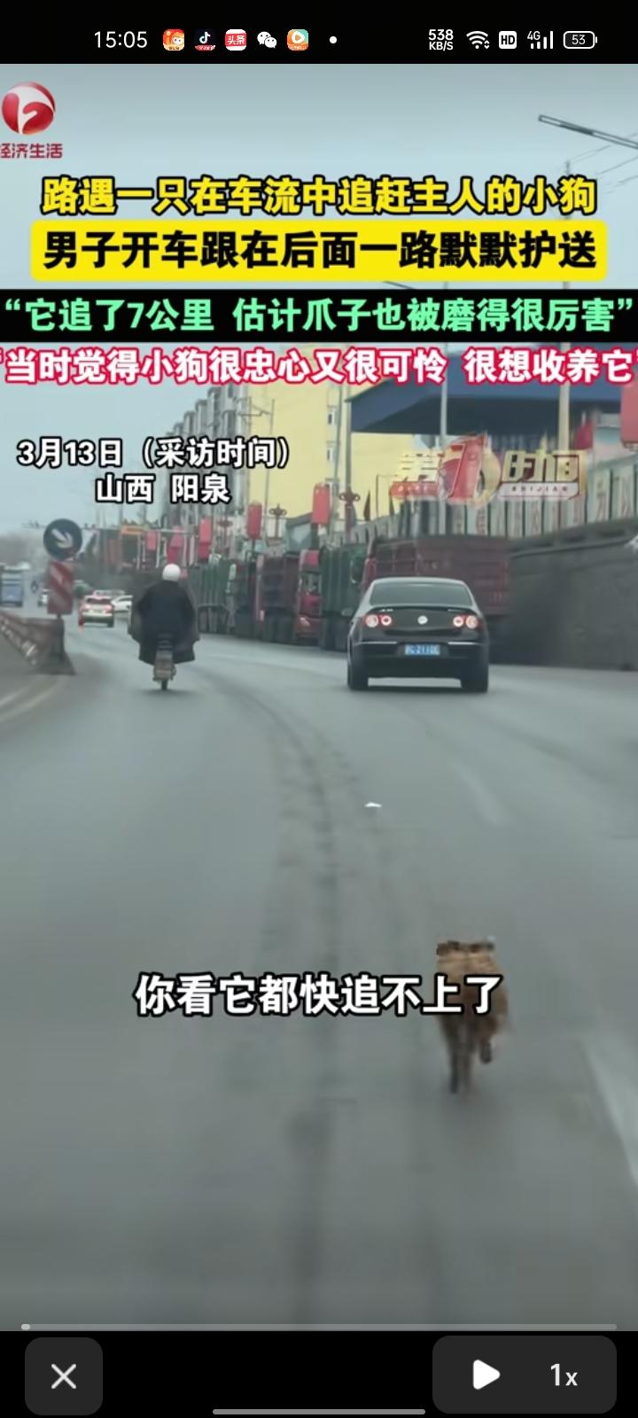 3月7日，山西阳泉。网友晒视频称，路上偶遇车流中追赶主人的小狗，自己则开车在后面