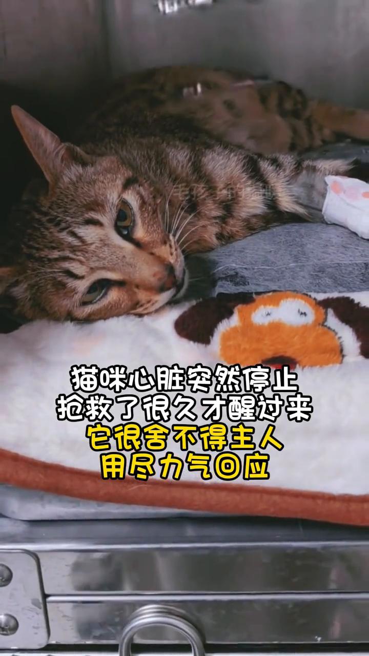 猫咪心脏突然停止，抢救了很久才醒过来。它很舍不得主人，用尽力气回应毛孩子的温暖。