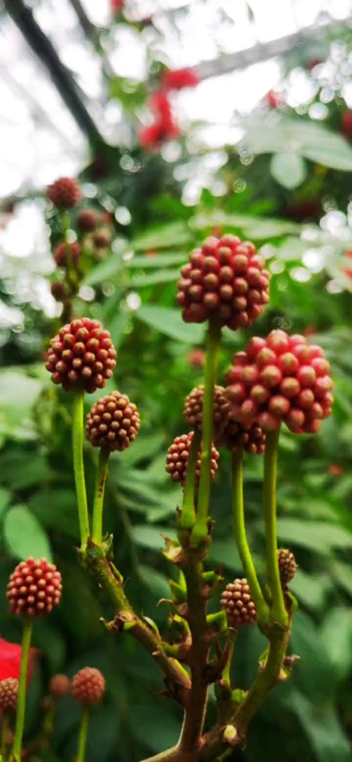 百花争艳，预示新年吉祥。