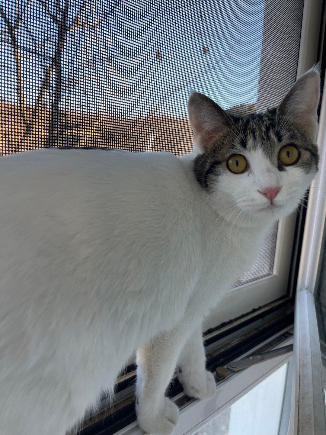 冬日。有咪。飞檐走壁。 