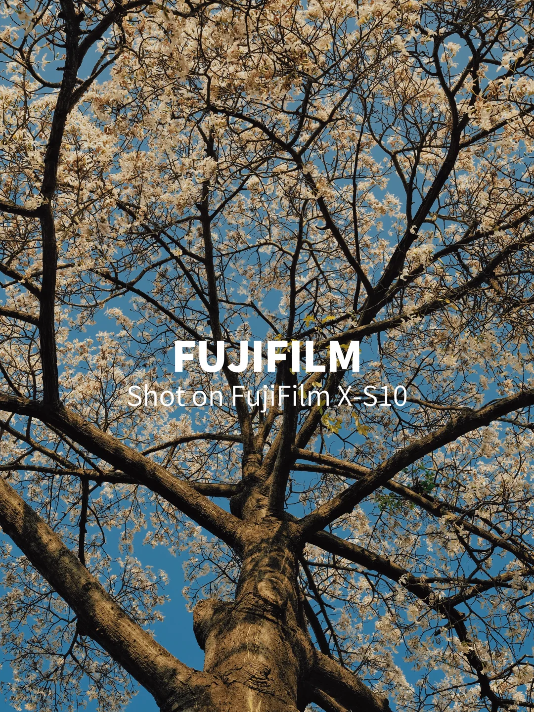 也不知道花开了没有