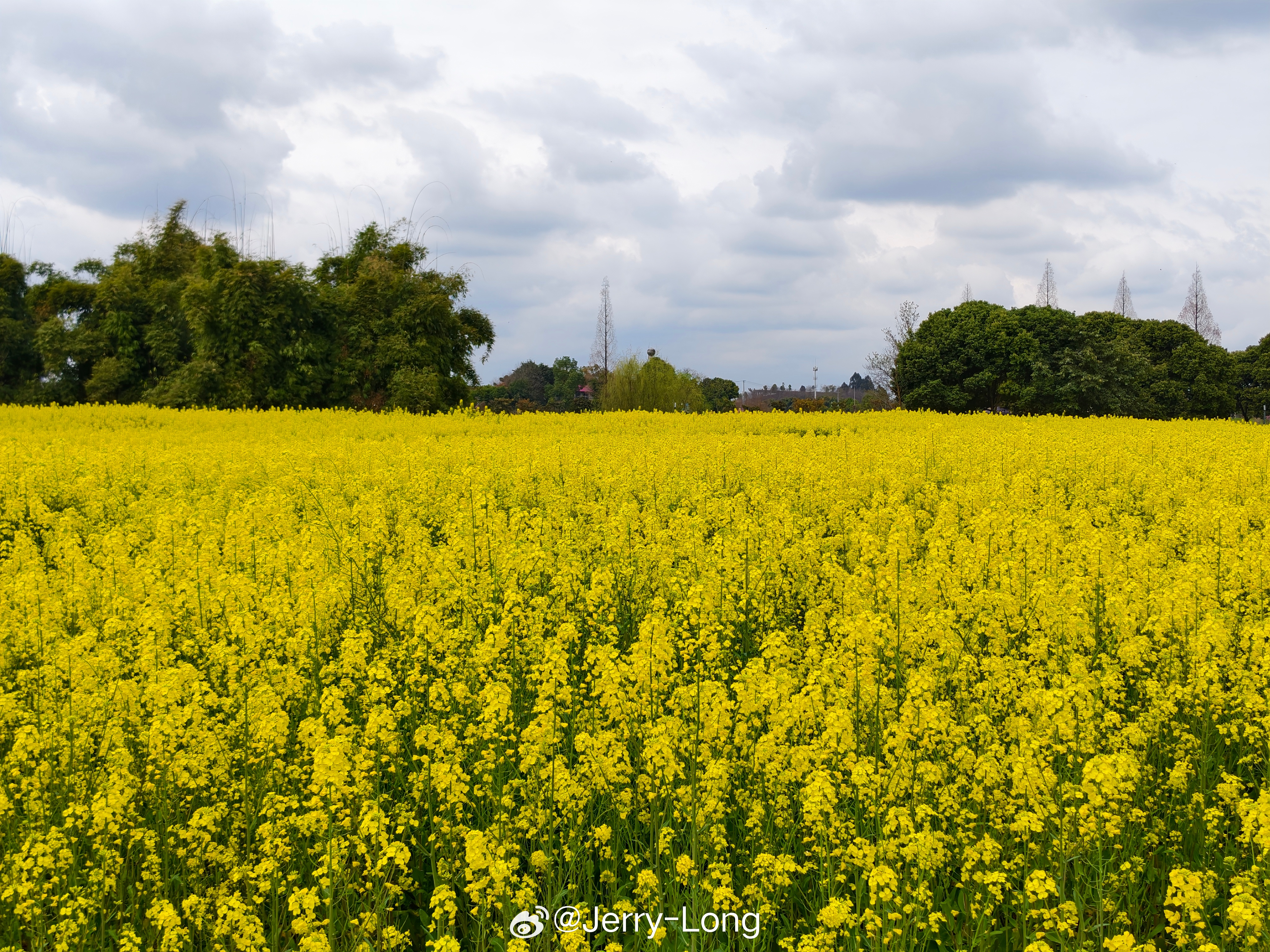 跟我一起念:菜籽花花非黄春天的感觉到了 成都·安靖蜀绣文化创意公园