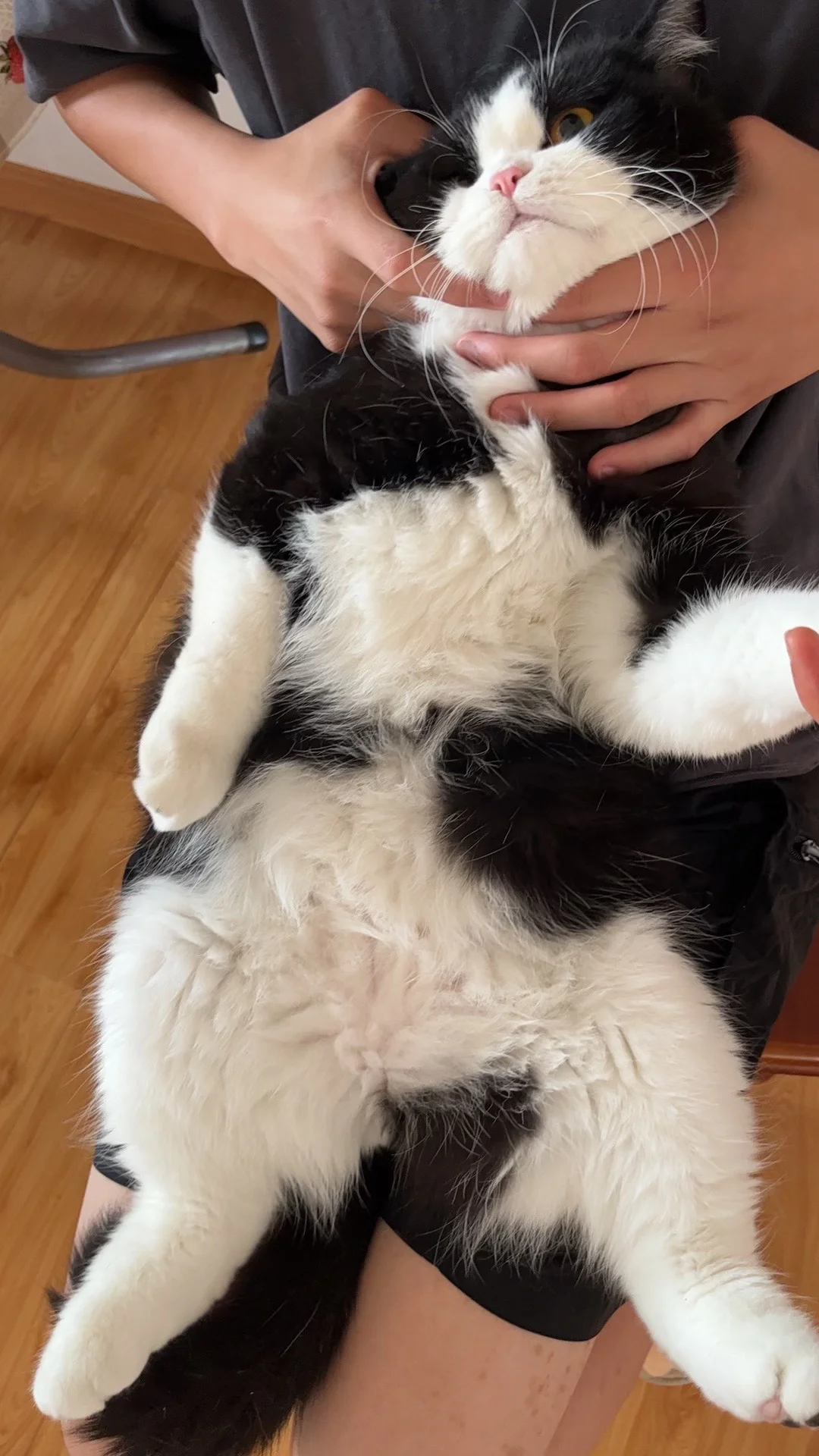 全网最标致的奶牛猫