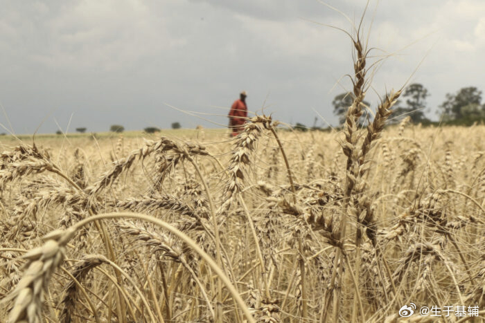 【乌外交部长：2025年俄窃取了约200万吨乌克兰粮食】网页链接在基希讷乌举行的