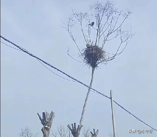 近日，安徽宿州一马路上所有树冠都被修剪，只有带着鸟窝的树杈被保留。这个画面真美！