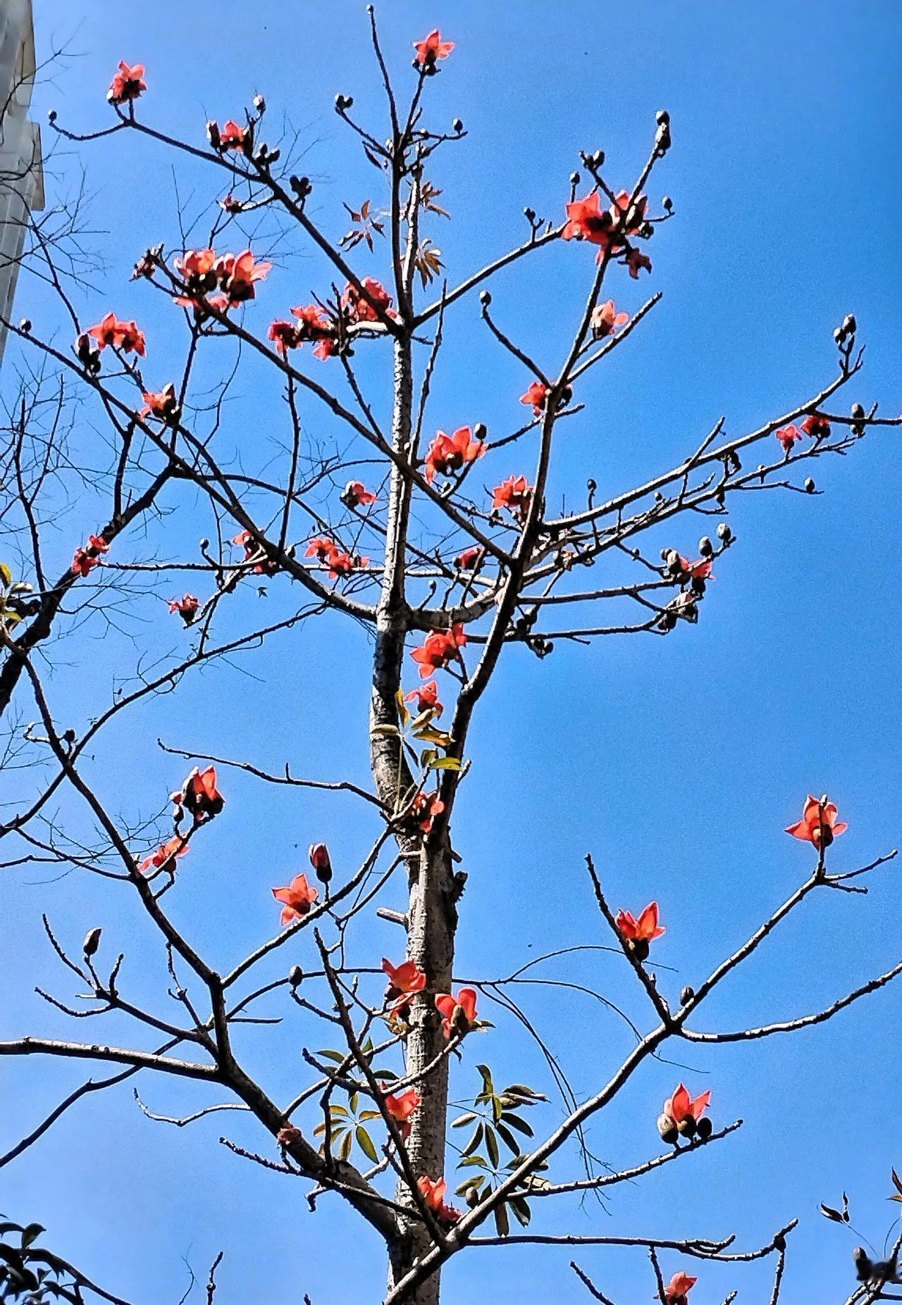晒图笔记大赛 红梅映碧空，春意满枝头。木棉花绽放在这场晒图笔记大赛中，眼前红梅映