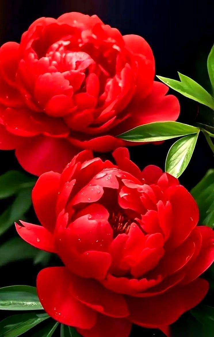 别拿那些娇滴滴、扭扭捏捏的小花跟它比，真的。
不是一个段位的。
人家是为了让你夸