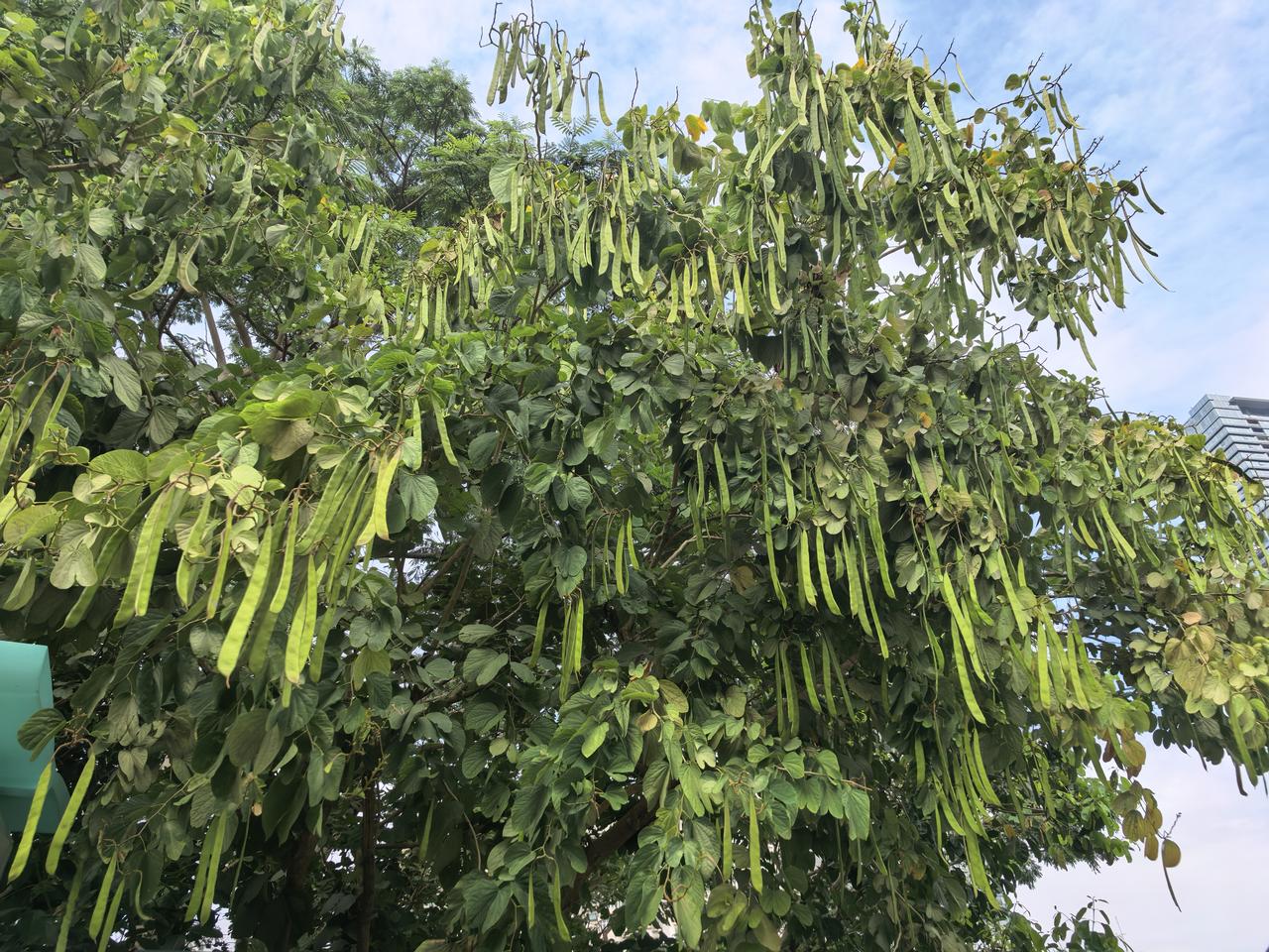分享一张你最近随拍的照片带孙子去莲花山公园玩，从西北来的孙子问我：“爷爷，南方的