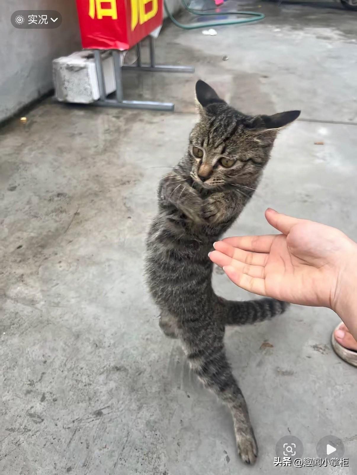 我不做猫了！