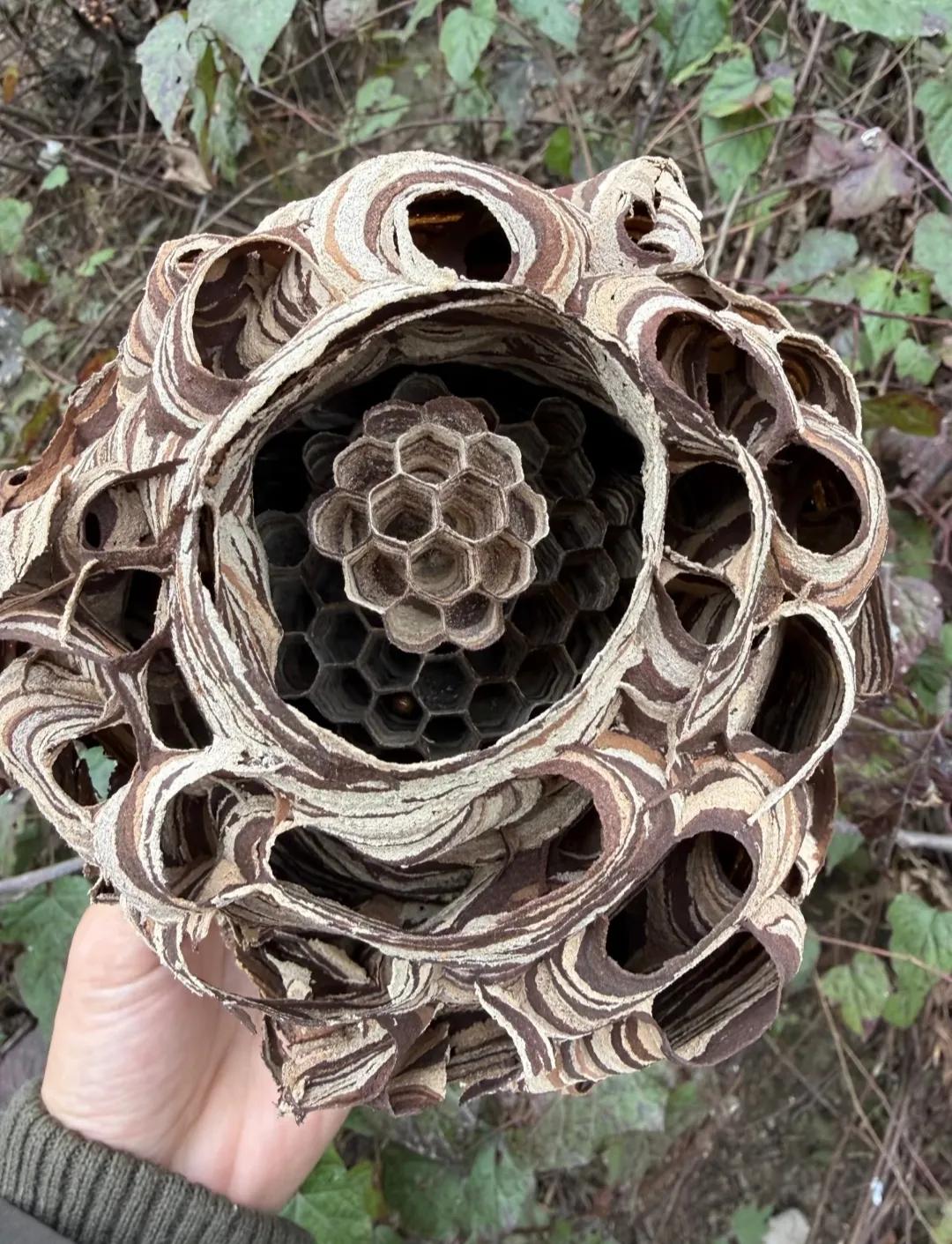 拾到一个空置的蜂巢 ，造型真别致！像是精巧的复式建筑 ，里面有排列整齐的六边形孔