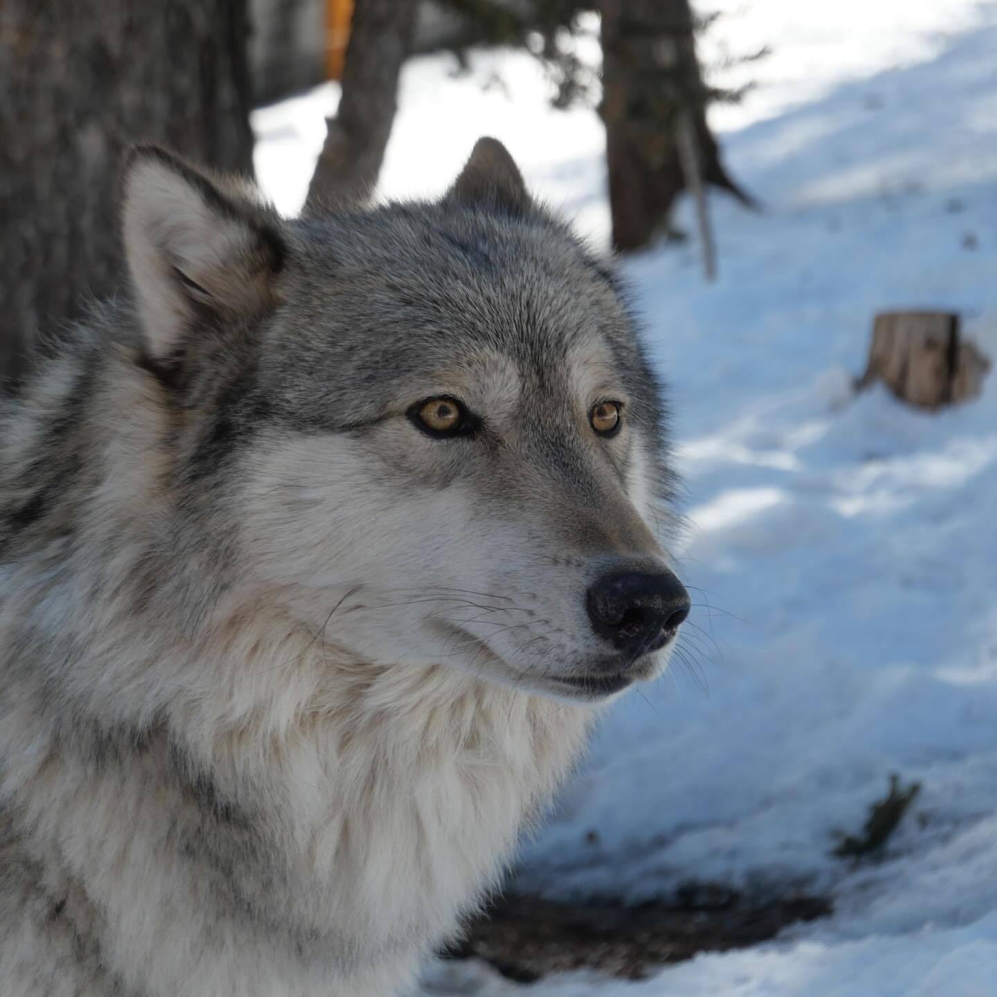 俊脸  狼   狼犬   犬科动物  ——所属：Colorado Wolf &W