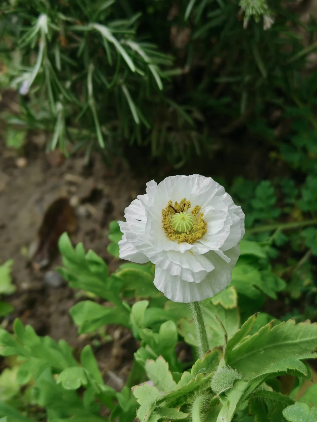 独特又神秘的虞美人