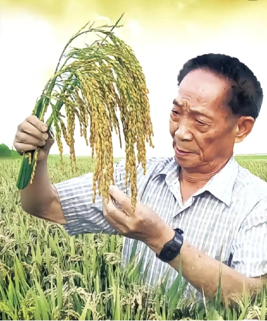 将军坟前无人问，
戏子家事天下知。
今天是袁隆平农民爷爷95岁生日，一路走来，他