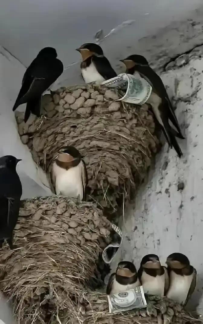 富贵人家从不筑燕子窝，早讲清其中玄机：若家中出现燕子，实则是在提醒你这2件事。早