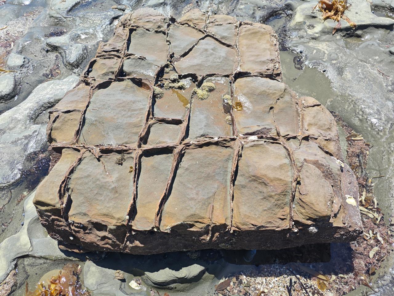 “豆腐岩”，你见过吗？

前几天，在奥克兰北区的海湾游览时，看见了这块罕见的“豆