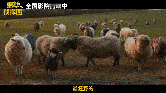 电影绵羊侦探团口碑 口碑夯爆了！绵羊侦探团今日上映口碑黑马诞生！《绵羊侦探团》上