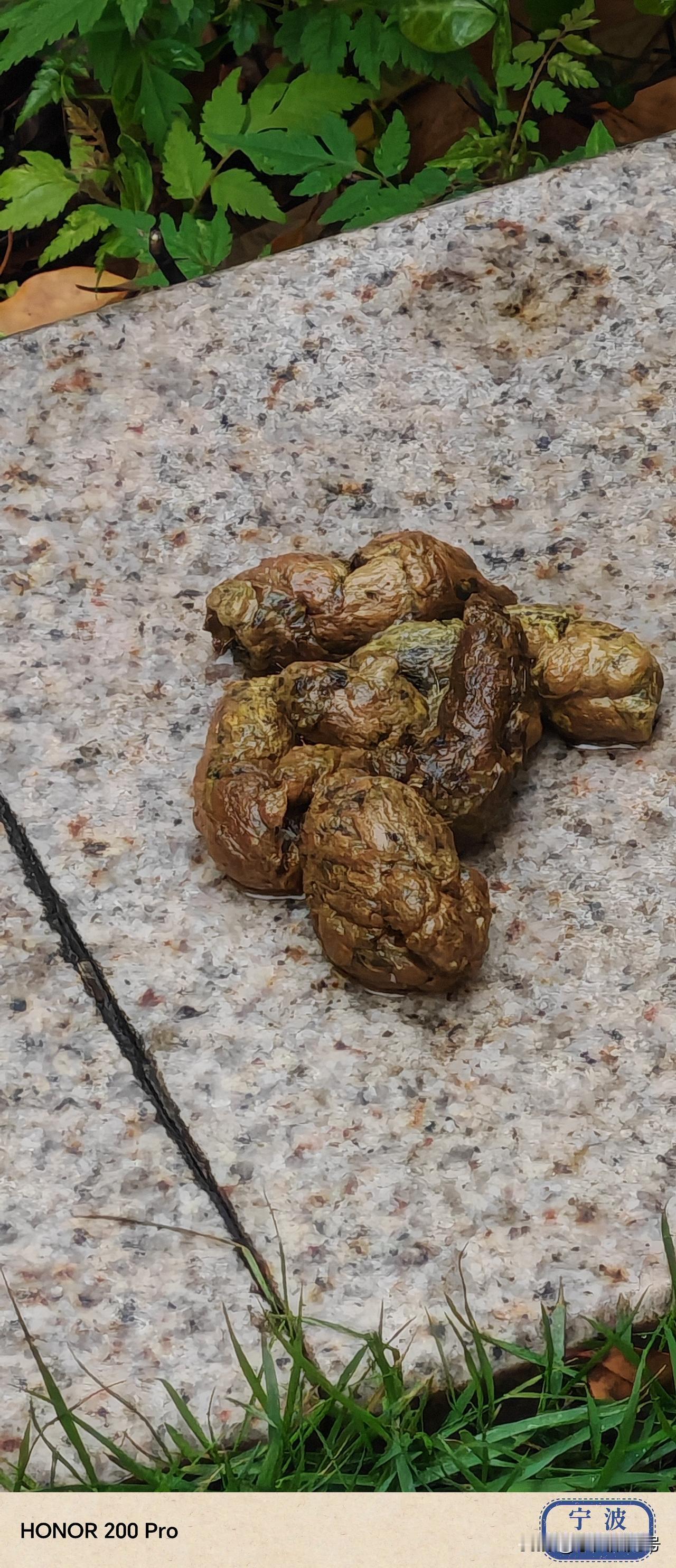 宁海县高档写字办公楼金桥广场这样的场所也出现那么大的屎堆，令人震惊，文明城市名不