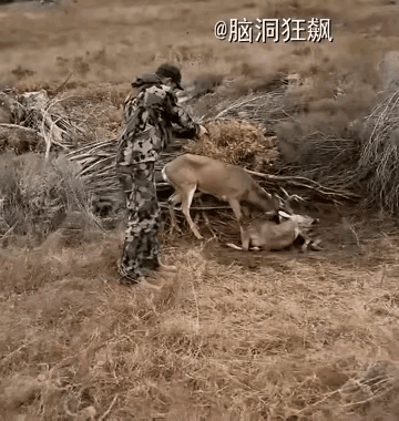 两头鹿打斗，其实也不是因为太大的事情，一方面也可能是因为领地的原因，一方面很可能