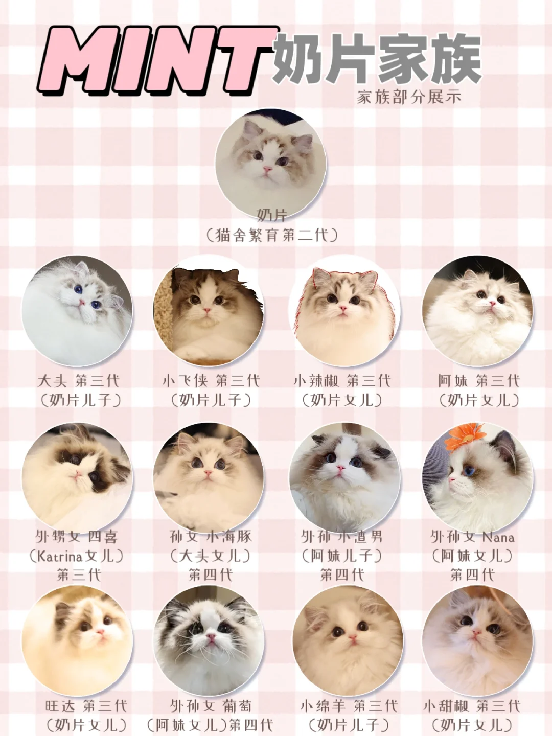 猫猫家族 四世同堂