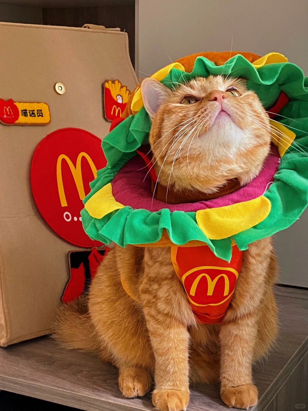 因为买这个猫包，我吃了两个汉堡🍔