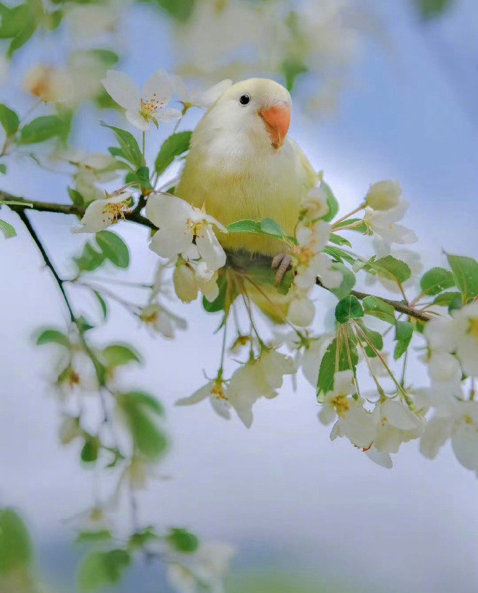“  鹦鹉花中传吉语 …  ”  