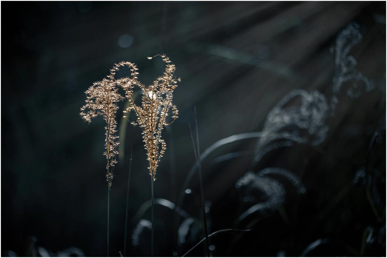 深秋的芦花
————（师）
在秋的深处，
摇曳的芦花，
像是岁月洒下的霜华。
芦