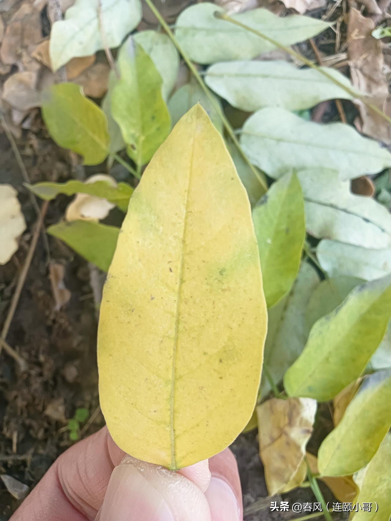 秋意浓，落叶纷飞，站在小树林，听见落叶的声音…
低下头，看见落叶，静观叶之美，乃