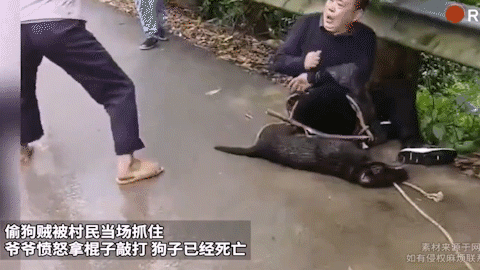 遇见偷狗，真的，我就想直接打死，小时候刚记事时家里一直陪着我长大的一条大黄狗就被