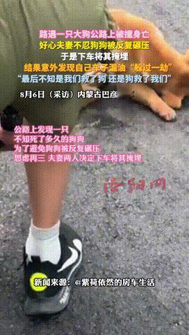 “原来因果循环都是真的！”内蒙古，一夫妻在公路行驶时，看见了一只被撞身亡的大狗，