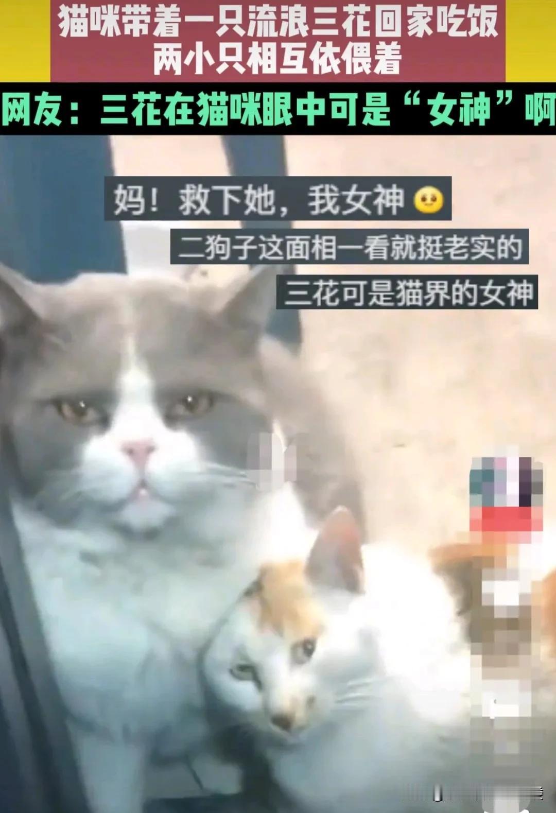 江苏，宠物猫出门撒欢的时候，在路边看到一只断腿的三花猫。拖着瘸腿跑东跑西。
又找