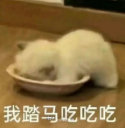 我：fufu是不是比我刚拿回来那天长大了朋友：我感觉是我：我去 不是我的错觉啊 