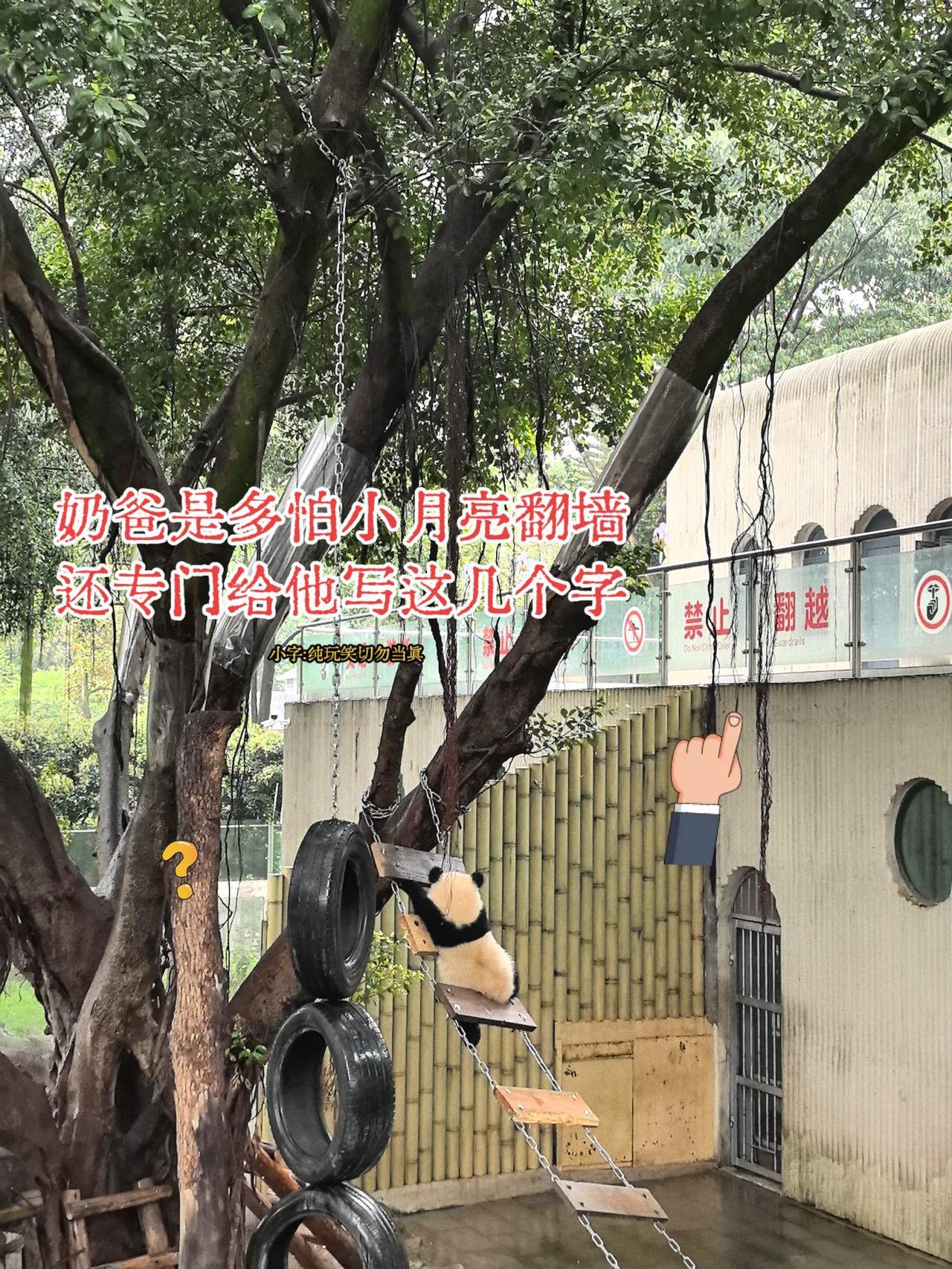 网红大熊猫小月亮！