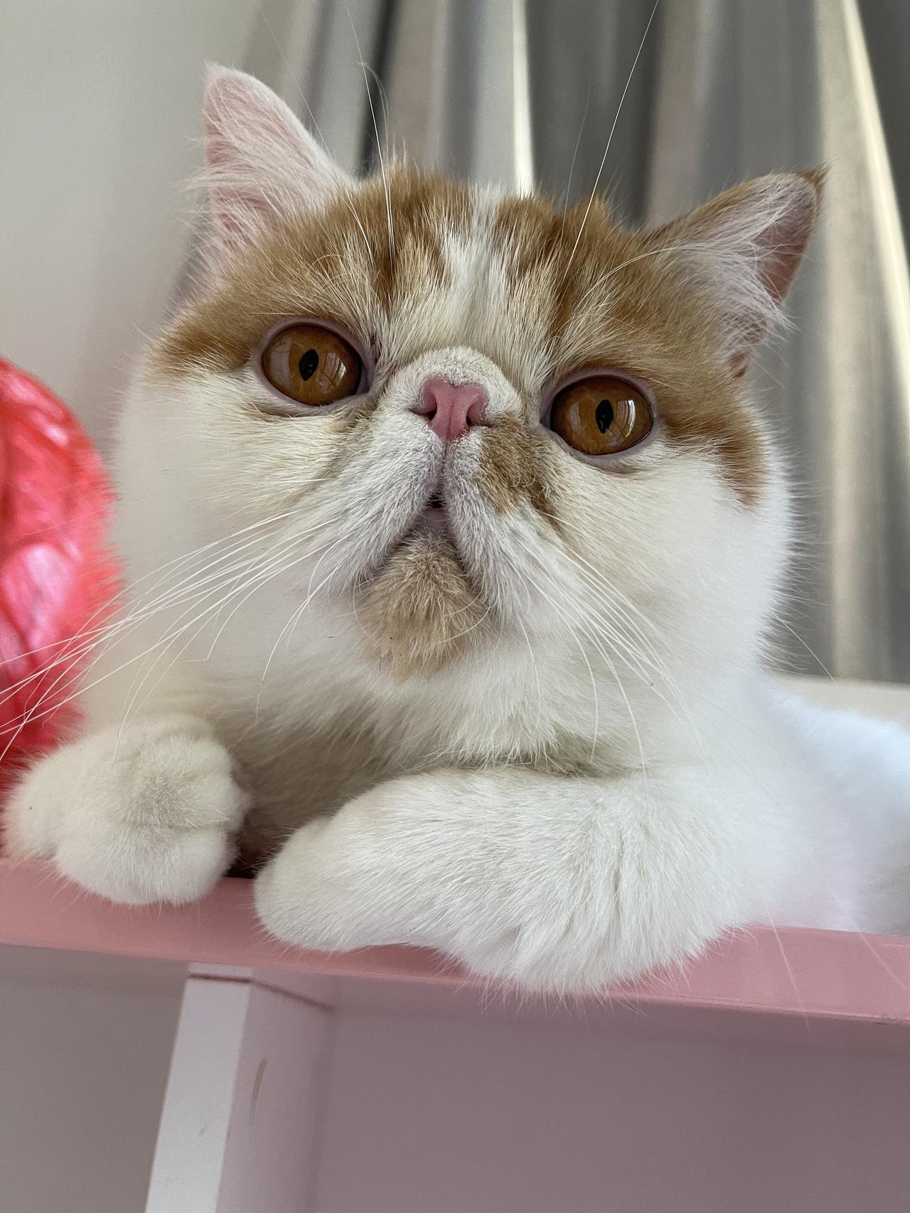 谁能把手里的猫咪照片发出来看一下这是我家猫兄弟